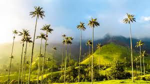 Cursos para comparendos en Quindío​